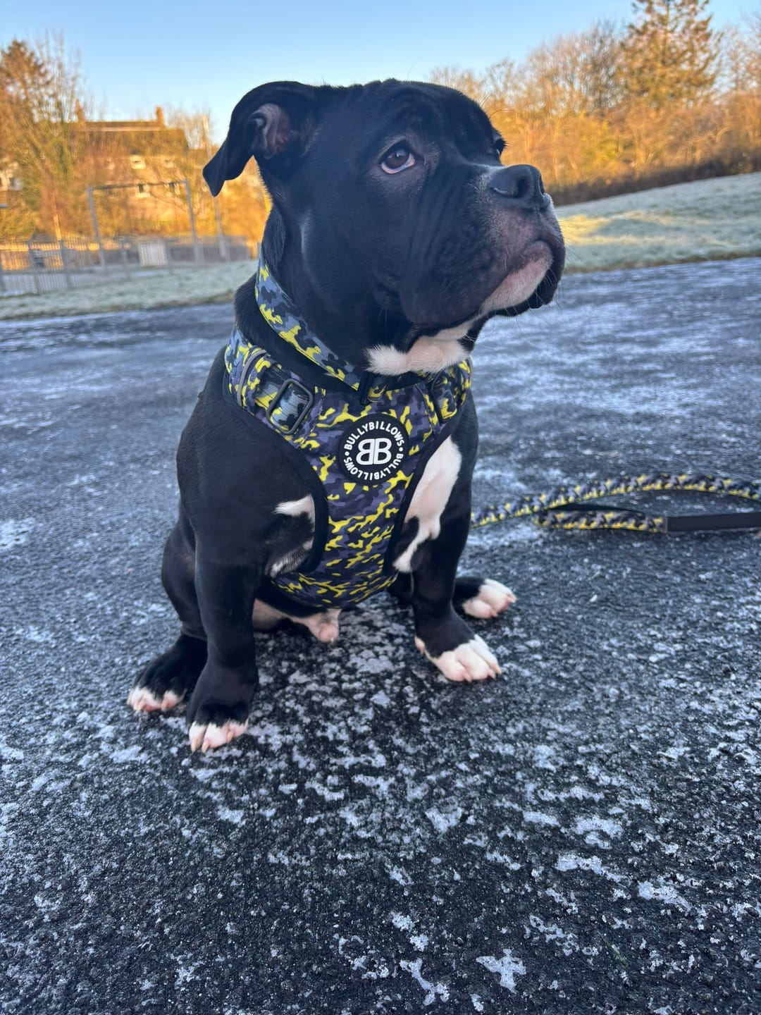 Customer photo review of Comfort Premium Harness | Non Restrictive - Lightning