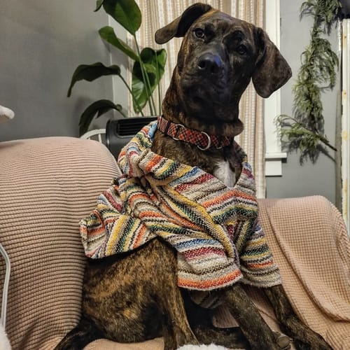 Customer photo review of Playa Poncho - Surprise Color