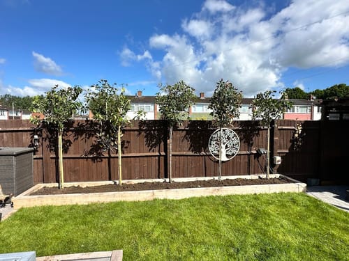 Customer photo review of Red Robin - 3/4 standard trees (140-160cm clear stem)