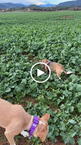 Customer video review of 5cm Combat® Collar | With Handle & Secure Clip - Purple