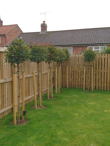 Customer photo review of Red Robin - 3/4 Standard Trees - Lollipop head (140-160cm clear stem)