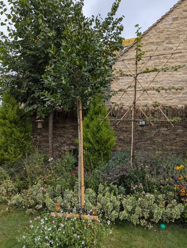 Customer photo review of Ilex - Nellie R Stevens - Standard Tree