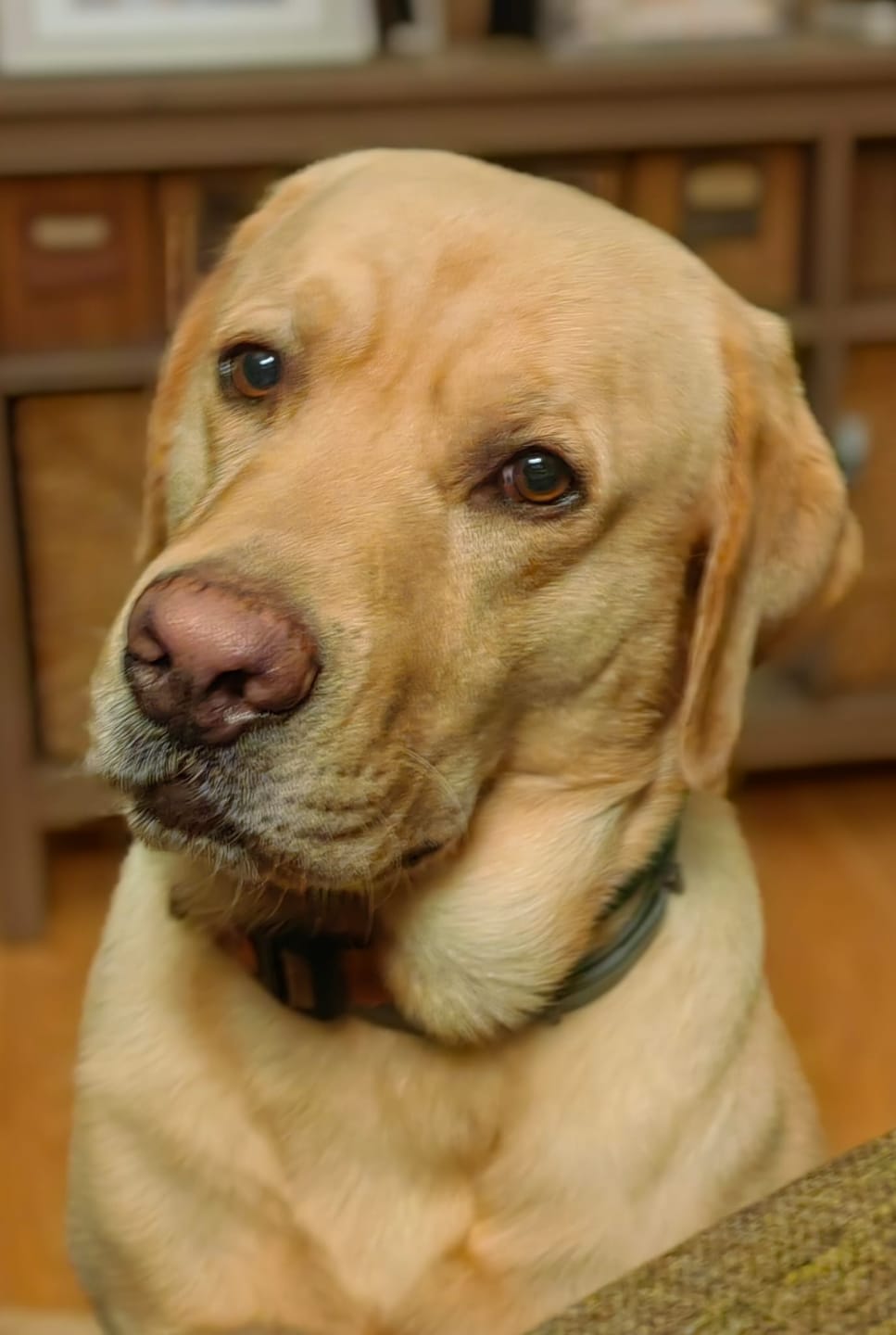 Customer photo review of Kuzulu Medium Maxi Yetişkin Köpek Maması
