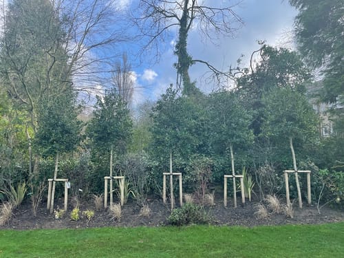 Customer photo review of Ilex - Nellie R Stevens - Standard Tree