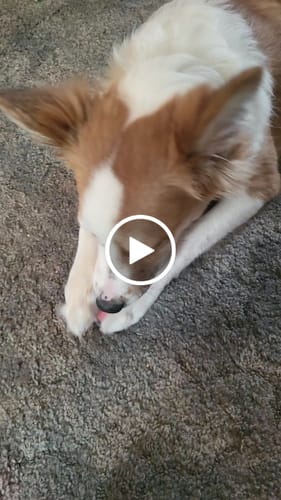 Customer video review of MIX FLAVORED (strawberry, banana, mint, & pumpkin): A PACK OF 4 STICKS
