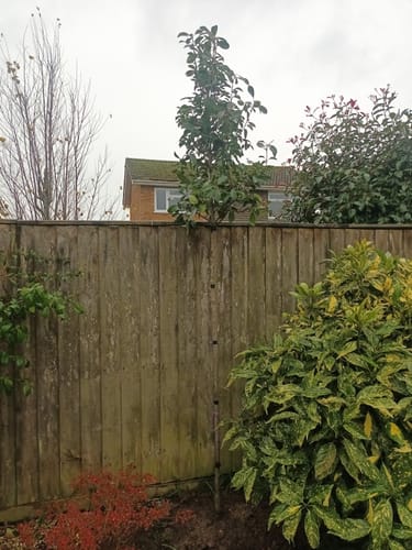 Customer photo review of Red Robin - Standard Trees (180-200cm clear stem)