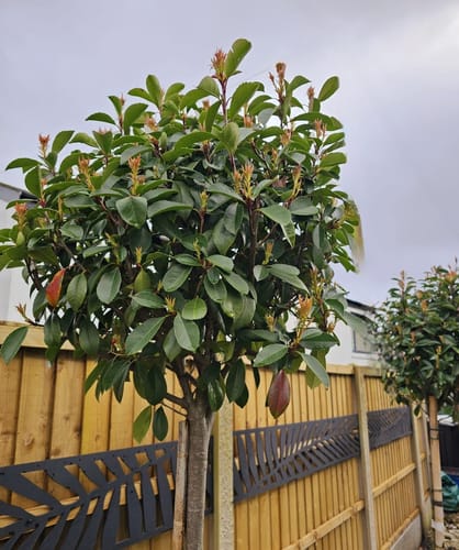 Customer photo review of Red Robin - 3/4 Standard Trees - Lollipop head (140-160cm clear stem)