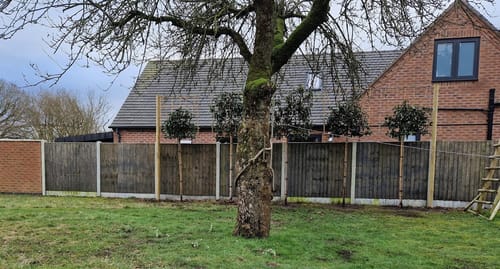 Customer photo review of Viburnum Lucidum - Pleached (180-200cm clear stem)
