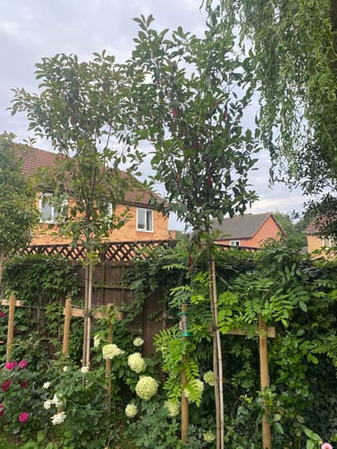 Customer photo review of Red Robin - Standard Trees (180-200cm clear stem)