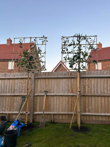 Customer photo review of Red Robin - Pleached (180-200cm clear stem)