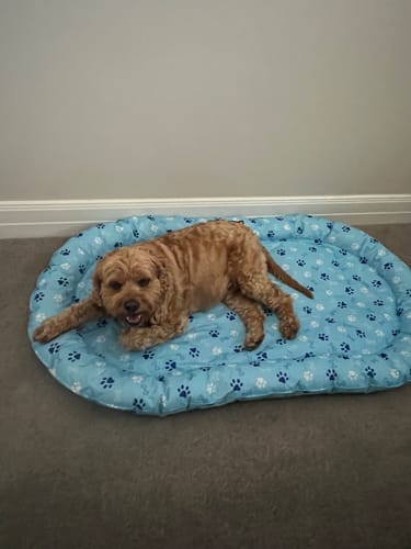 Customer photo review of Pawz Pet Cooling Mat Dog Cat Gel Non-Toxic Bed Pillow Self-cool Summer Ice Pad