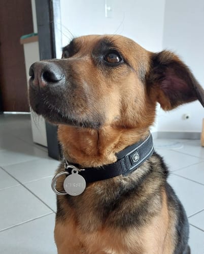 undefined review of 3cm Slip on Collar | Foam Padded - Black image 1 out of 3