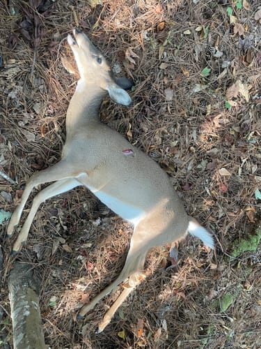 Customer photo review of Beast Titanium-Steel Hybrid Broadheads