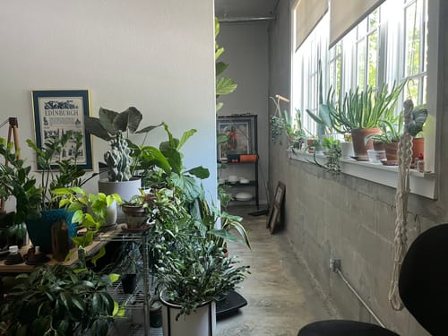 Customer photo review of Houseplant Pest Spray