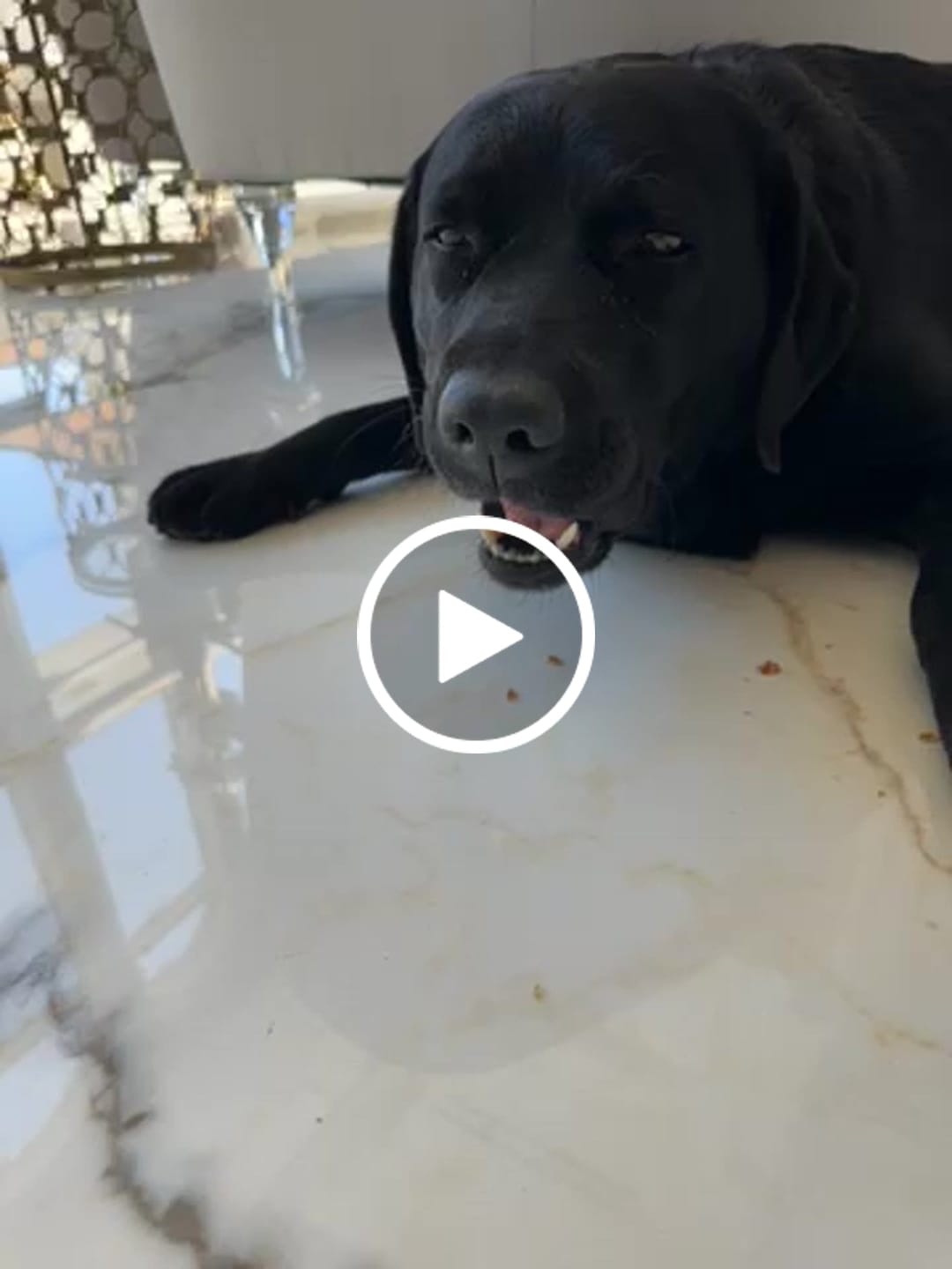 Customer video review of 10"-12" American Jumbo Smoked Bully Sticks