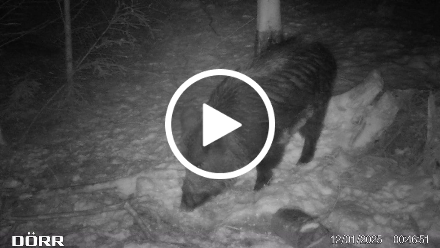 Customer video review of Rausch - Lockmittel Schwarzwild, Rehwild, Rotwild und Damwild