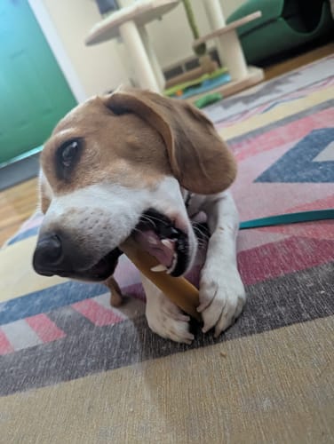 Customer photo review of TRADITIONAL HIMALAYAN YAK CHEWS | ALL SIZES