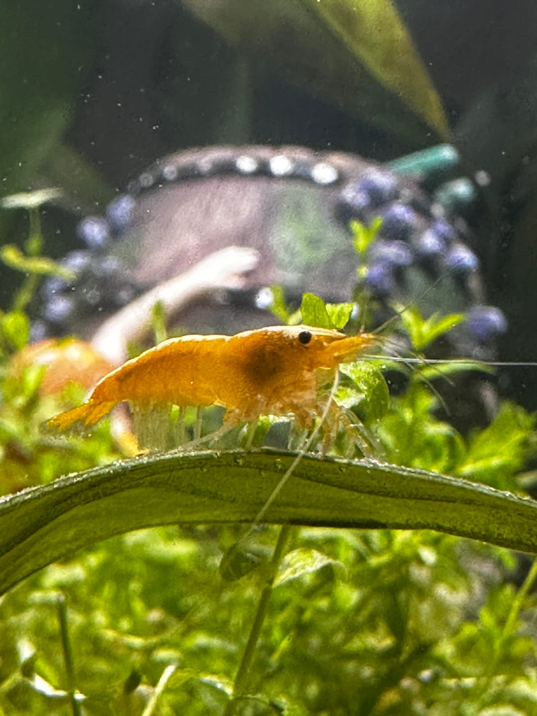 Customer photo review of Neon Yellow Shrimp "NEW"