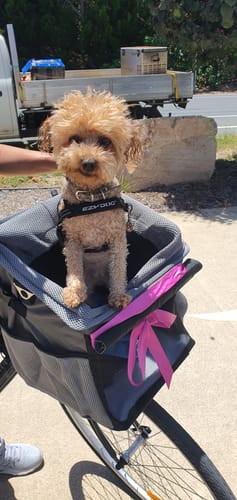 Customer photo review of All In One Pet Carrier Bag | Dog Bike Basket | Backpack for Dogs & Cats | Car Booster Seat