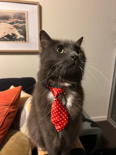 Customer photo review of 3 Month Supply - 1 Cat