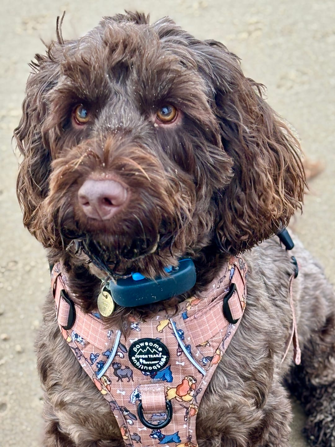 Customer photo review of Disney© Tough Trails™ Harness - Disney Dogs