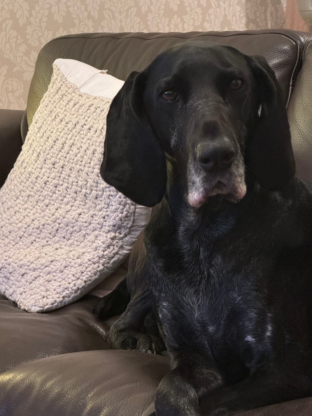 Customer photo review of English Duck Dry Food