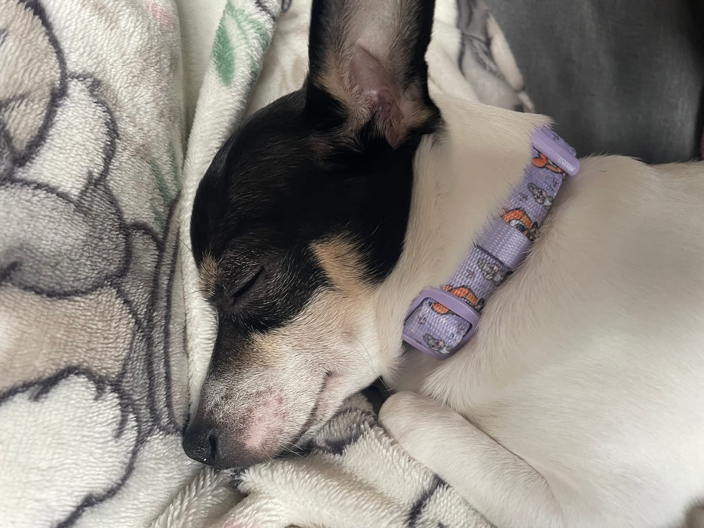 Customer photo review of Disney© Collar - Bambi + Friends Lilac