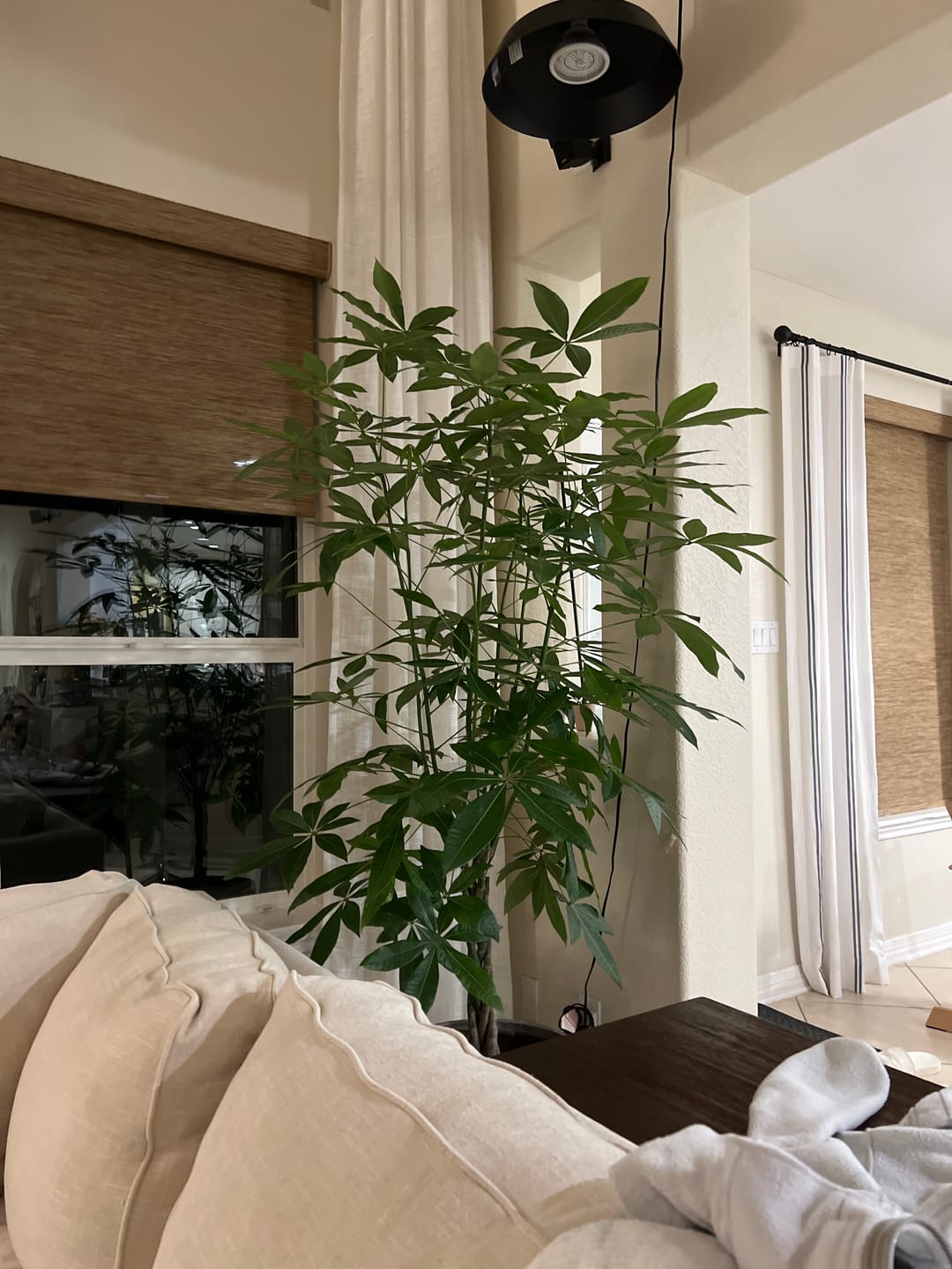 Customer photo review of Money Tree Braided, Pachira Aquatica, Good Luck Tree