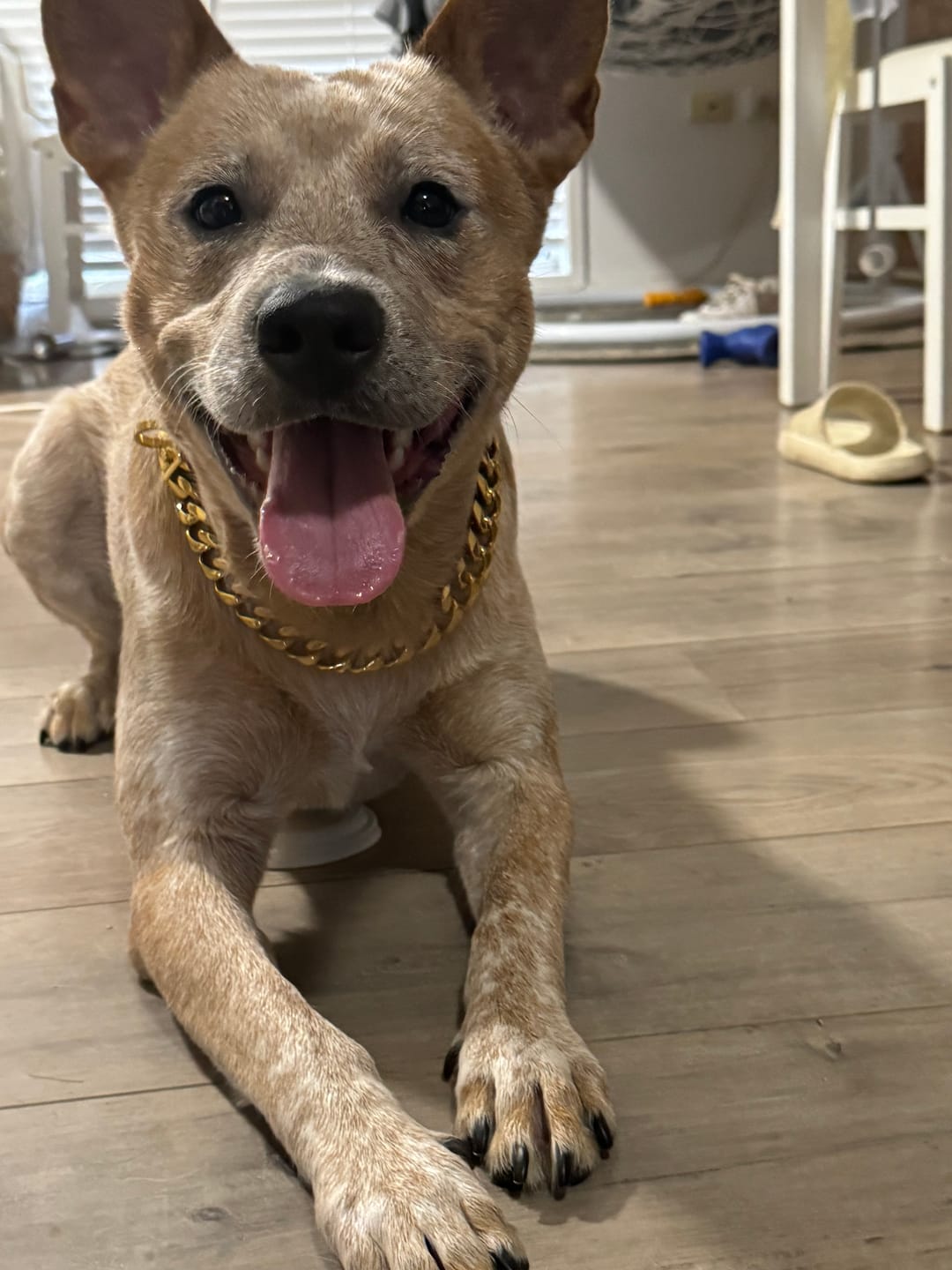 Customer photo review of Gold Chain Dog Collar 20mm
