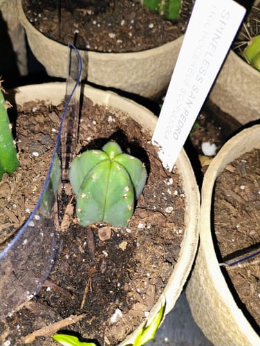 Customer photo review of Trichocereus Scopulicola | Spineless San Pedro Cactus