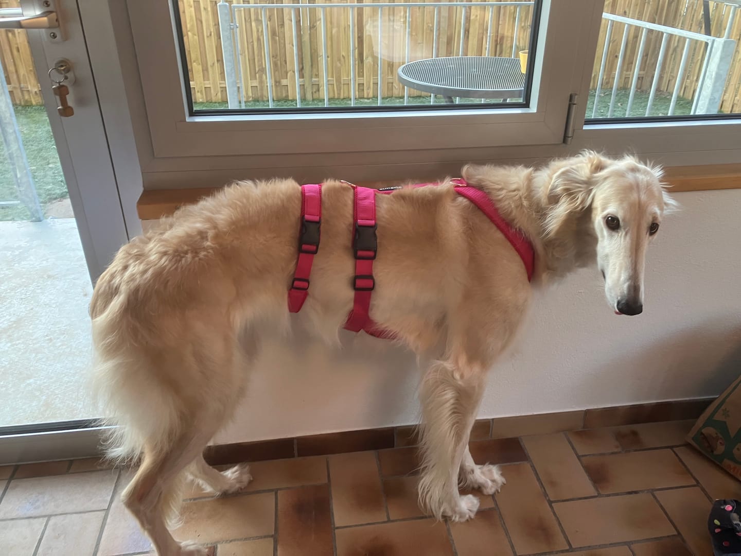 Customer photo review of Sicherheitsgeschirr FUN "Flamingo Pink"