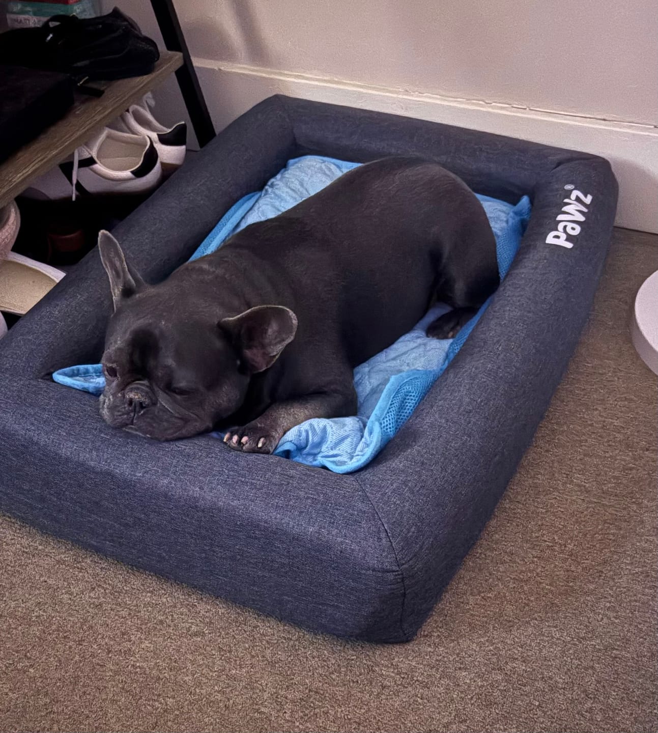 Customer photo review of PaWz Premium Memory Foam Calming Dog Bed