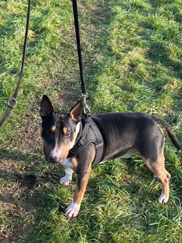 Lesley F. review of Boomerang Harness - XS-M Breeds - Black image 1 out of 1