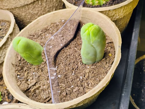 Customer photo review of Trichocereus Bridgesii Monstrose Cutting | Short Form | Type B | Penis Cactus Cutting