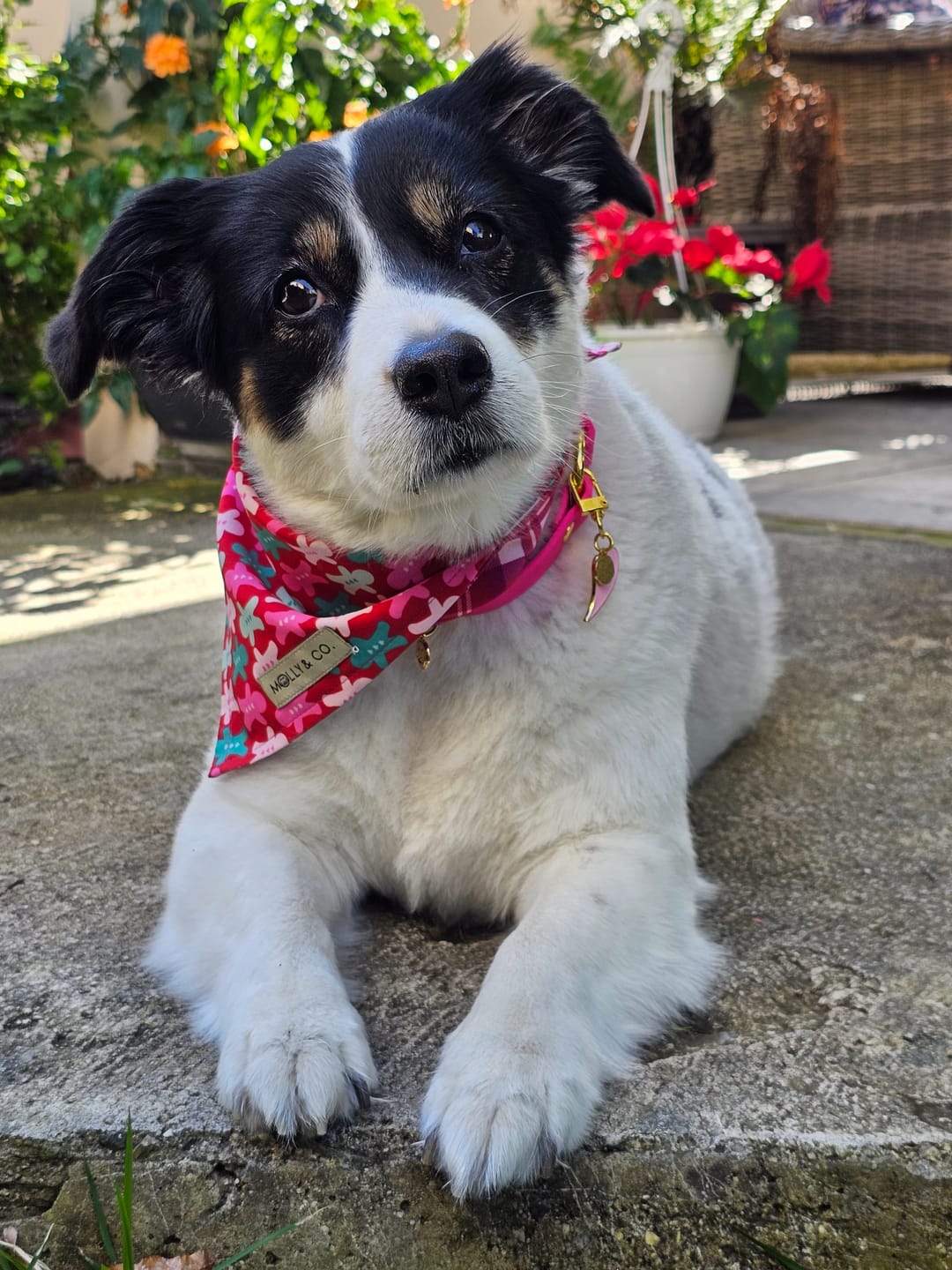 Customer photo review of Amore - Collar Charm