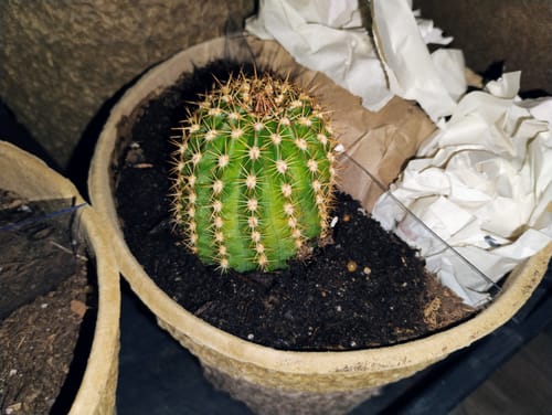 Customer photo review of Trichocereus grandiflorus | Torch Cactus