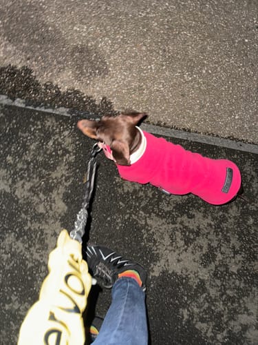 Sophie A. review of 3cm Slip on Collar | Foam Padded - Pink image 1 out of 1