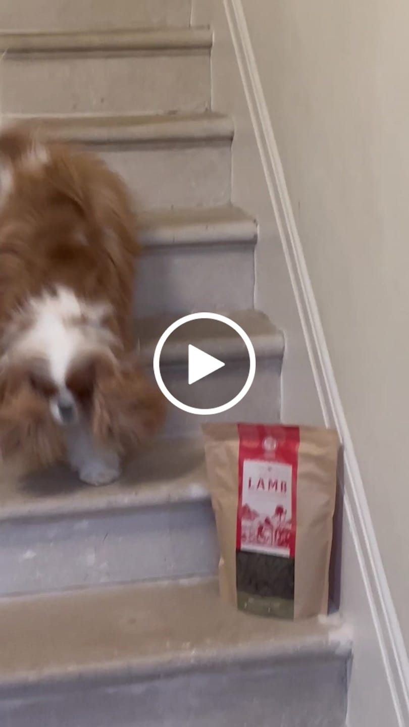 Customer video review of Welsh Lamb Dry Food