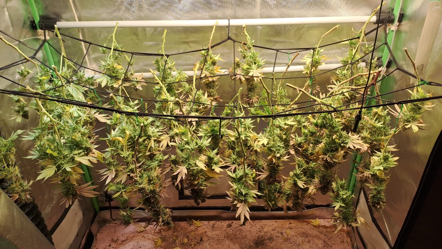 Customer photo review of Hanfsteckling | Future Island