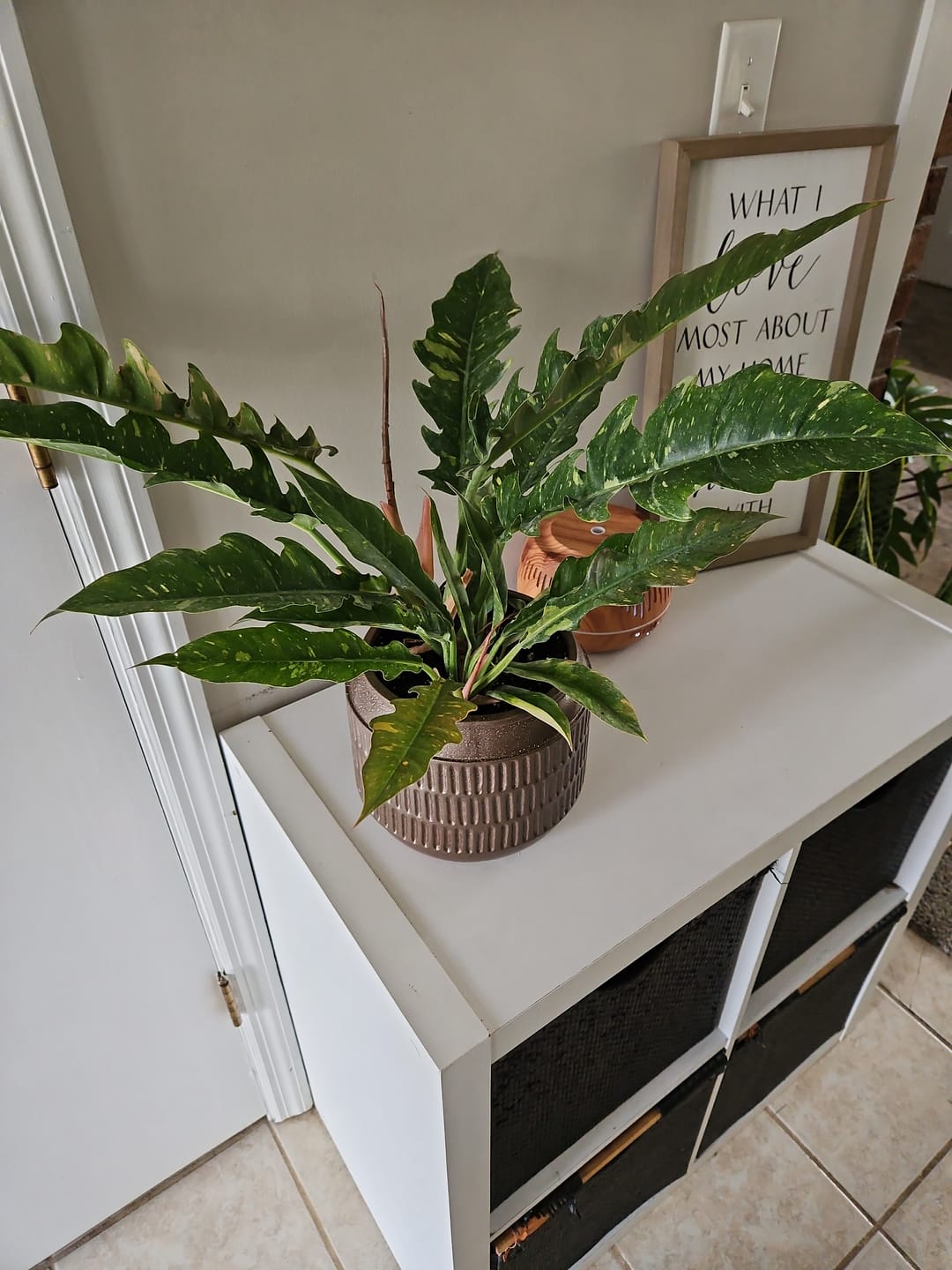 Customer photo review of Philodendron Ring of Fire Variegated