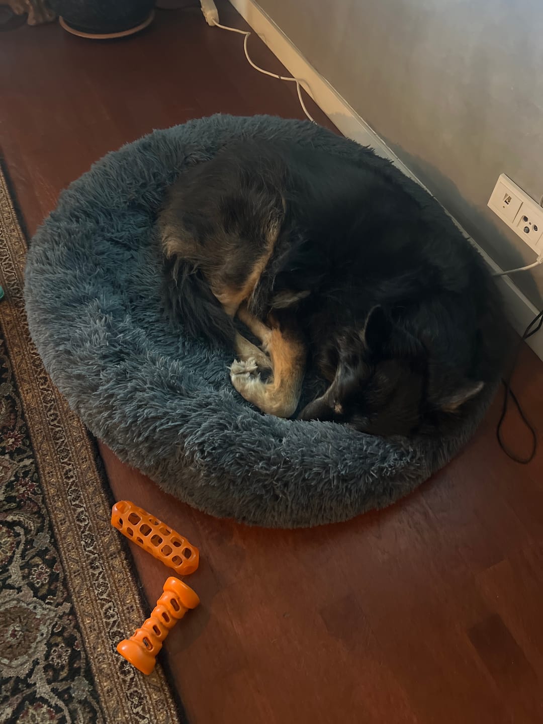 Customer photo review of Mellowpurr Huzurlu Paws Yatağı | Süper Yumuşak