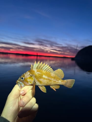 Customer photo review of Fisherman's Life® Jiggy Jigs 20g, 30g, 40g 50g (Four Color Variations)