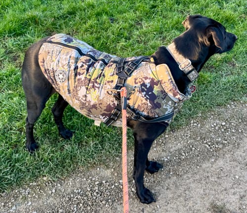 Customer photo review of Wintro - Quilted Waterproof Dog Coat with Harness Built In