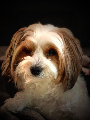 Customer photo review of Professional PLUS Pet Grooming Vacuum Kit