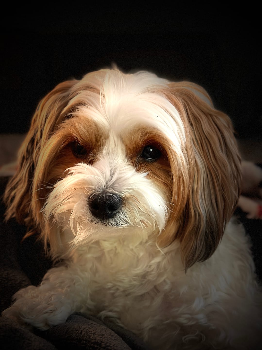 Customer photo review of Professional PLUS Pet Grooming Vacuum Kit