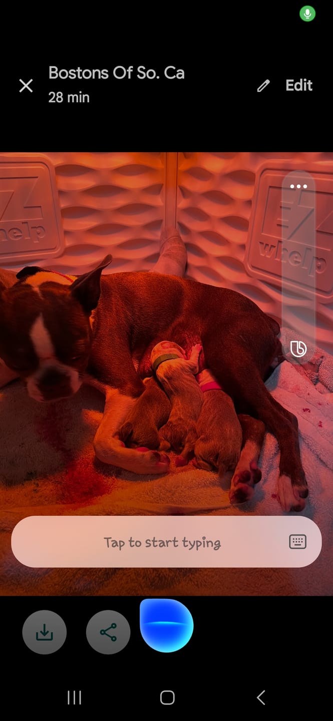 Customer photo review of Bully Sticks - 6 Inch