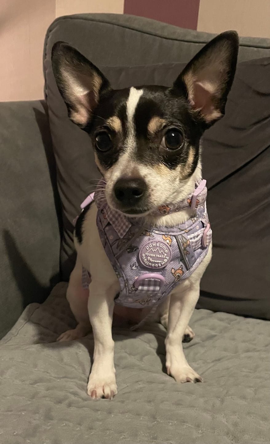 Customer photo review of Disney© Tough Trails™ Harness - Bambi + Friends Lilac