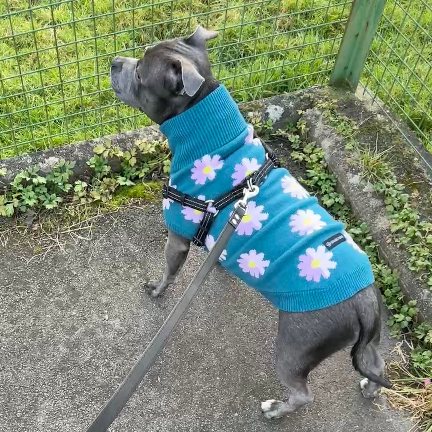 Customer photo review of Flower Knit Dog Sweater