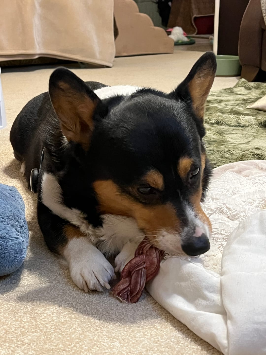 Customer photo review of 6 Inch Thick Braided Bully Stick