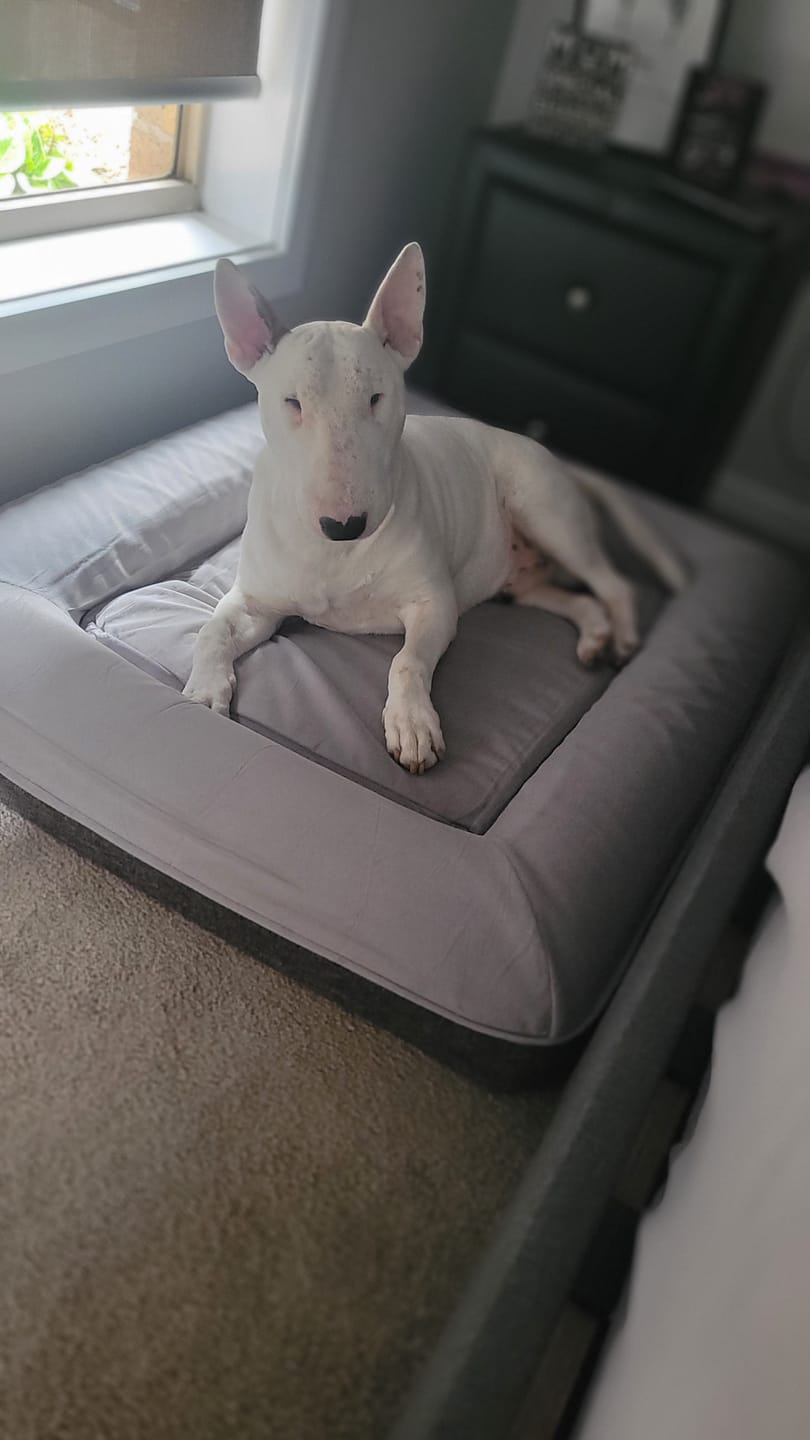 Customer photo review of Kangaroo Bed - Medium